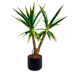 MOC-118715 Dracaena Marginata