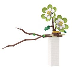 Phalaenopsis