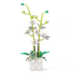 Phalaenopsis - Bonsai