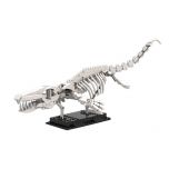 MOC Mosasaur skeleton - Dinosaur Fossils
